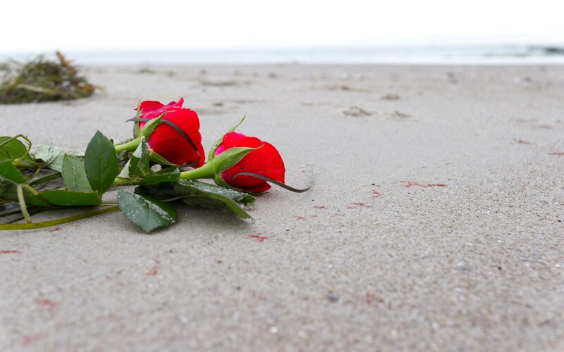 Red Roses on Sand