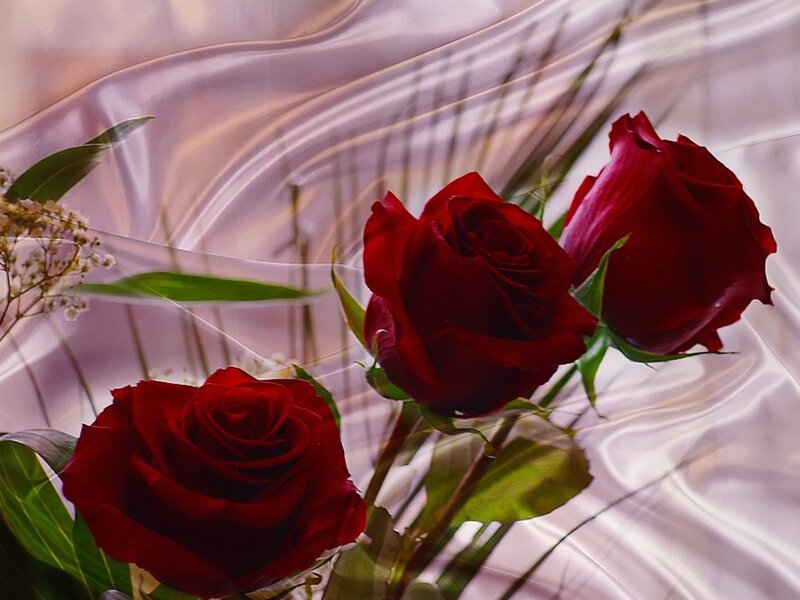 Red roses on satin fabric