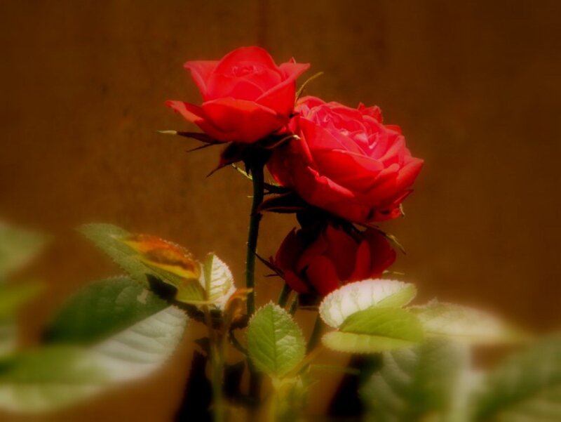 Red Roses on Stem — Calm