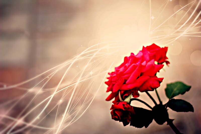Red Roses on Stem