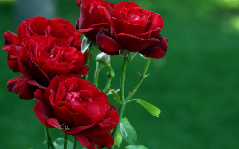 Red Roses on Stems — Calm, Photograph, Flowers