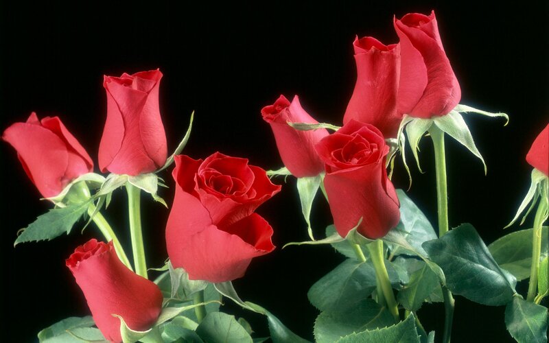 Red Roses on Stems — Dramatic, Photograph, Green Leaves