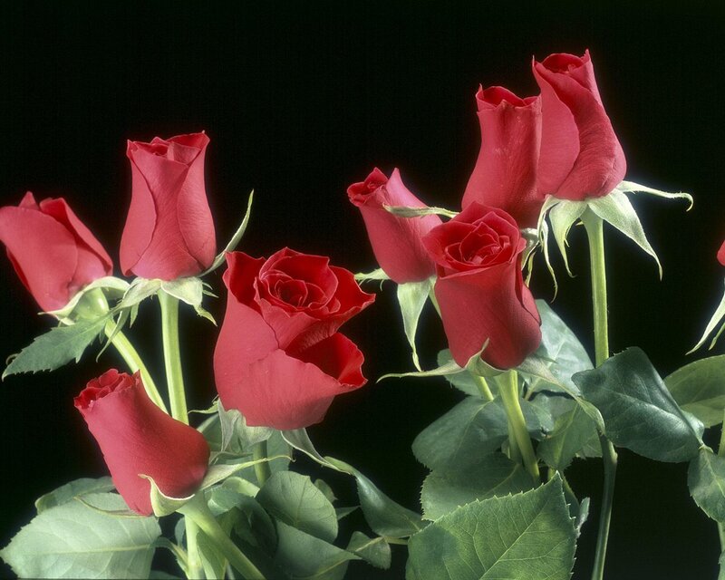 Red Roses on Stems — Dramatic, Photograph