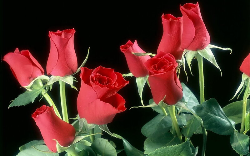 Red Roses on Stems — Photograph