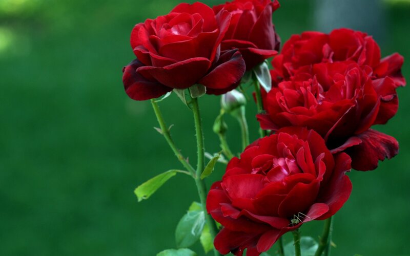 Red Roses on Stems — Serene, Photograph