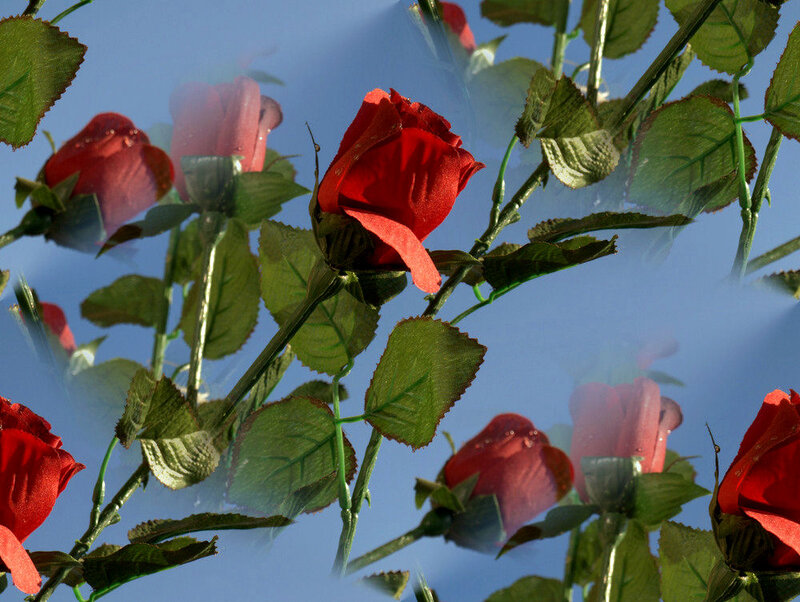 Red Roses on Stems — Serene