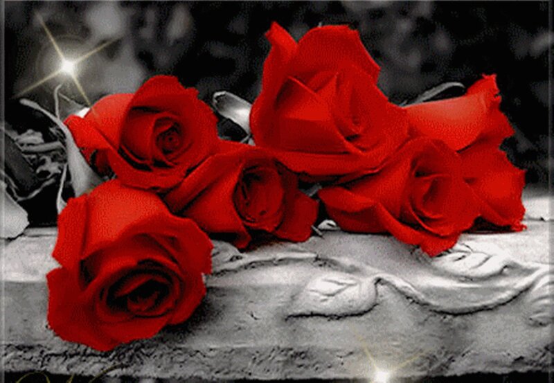 Red Roses on Stone — Dramatic