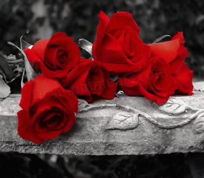 Red Roses on Stone — Somber