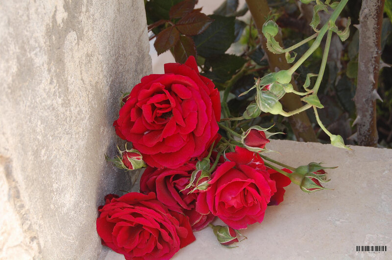 Red Roses on Stone