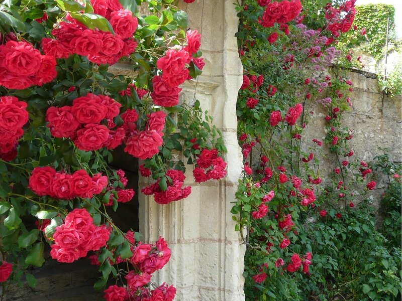 Red Roses on Stone Wall — Serene