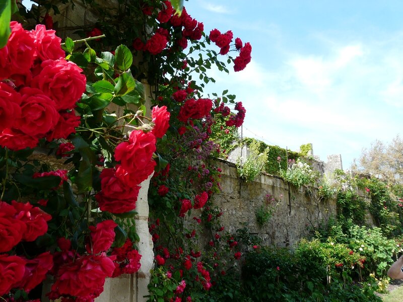 Red Roses on Stone Wall