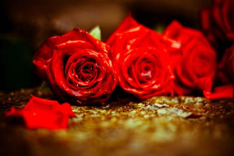 Red Roses on Surface — Dramatic, Photograph