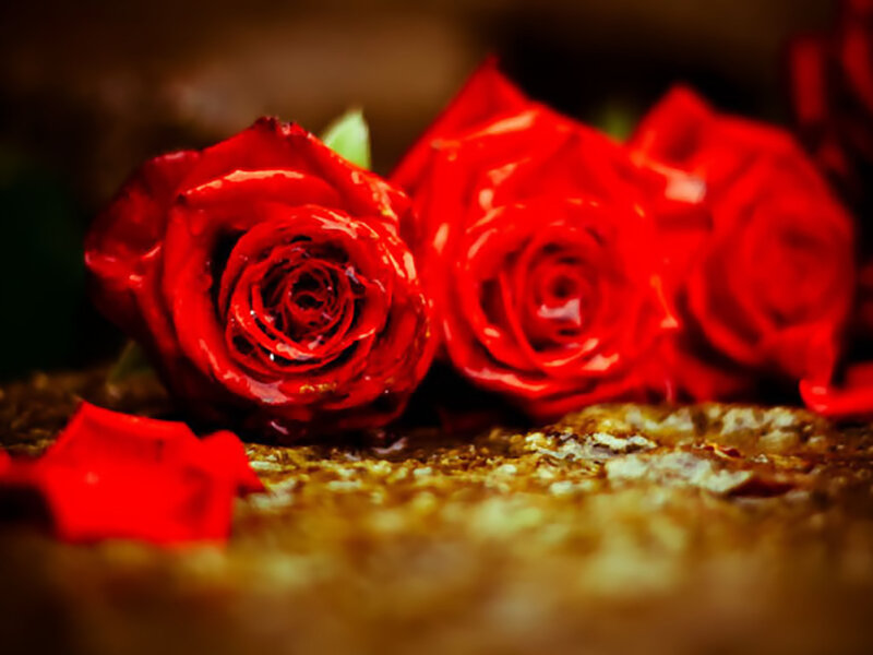 Red Roses on Surface — Dramatic