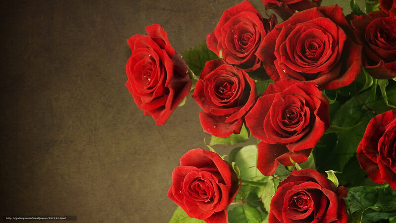 Red roses on textured background