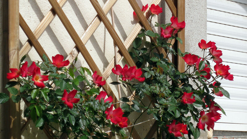 Red Roses on Trellis — Calm, Afternoon