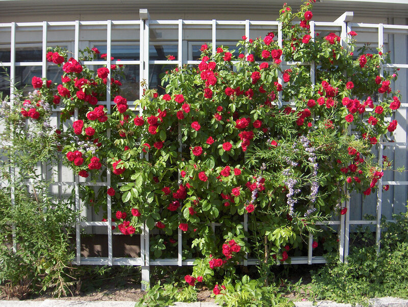 Red Roses on Trellis — Calm