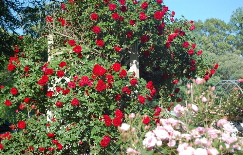 Red Roses on Trellis — Serene, Afternoon, Photograph
