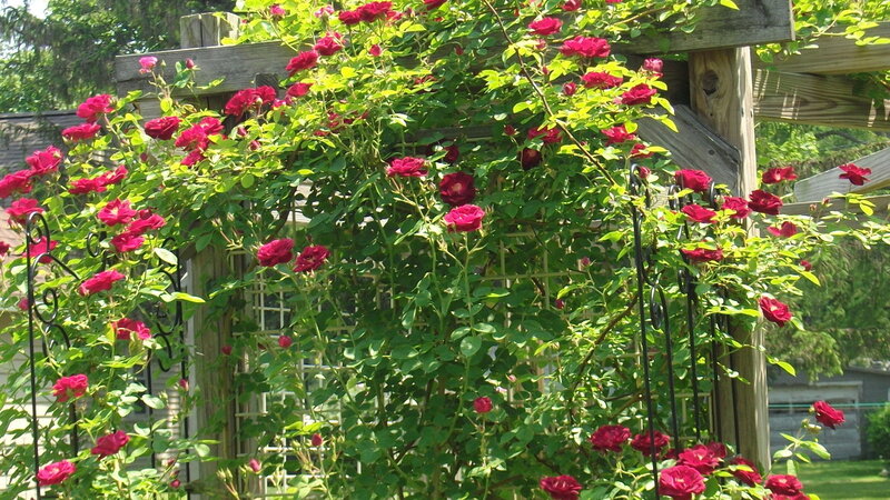 Red Roses on Trellis — Serene, Afternoon