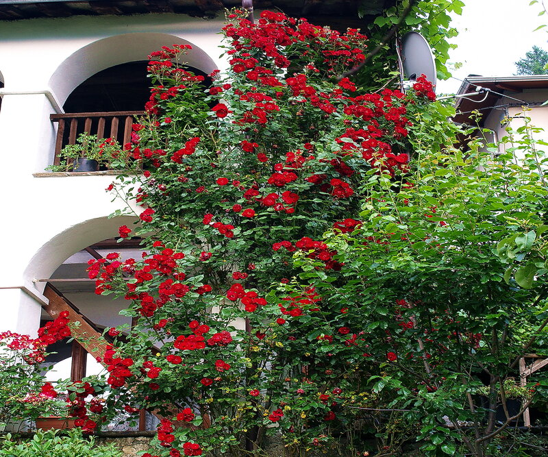 Red Roses on Trellis — Serene, Summer