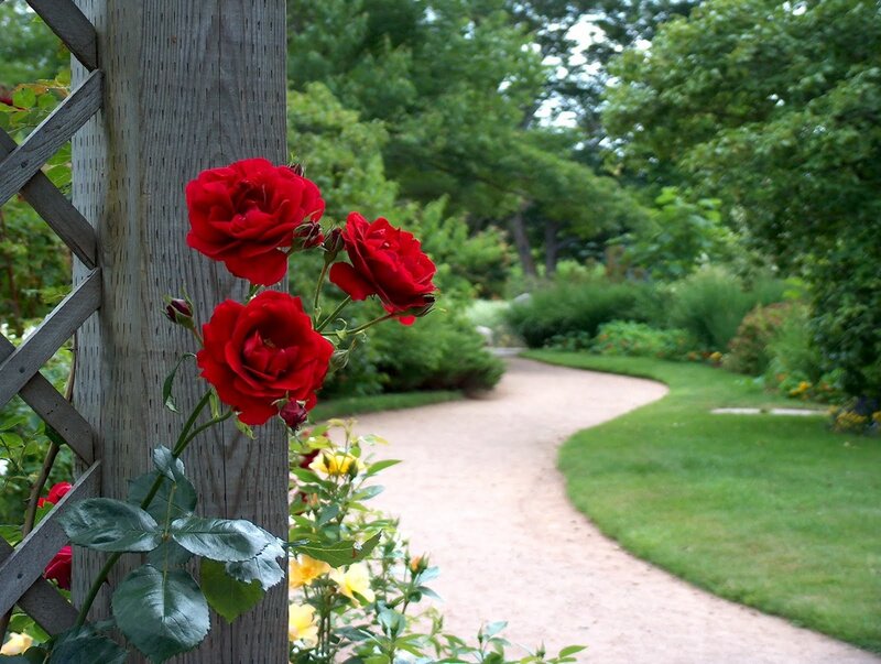Red Roses on Trellis — Serene