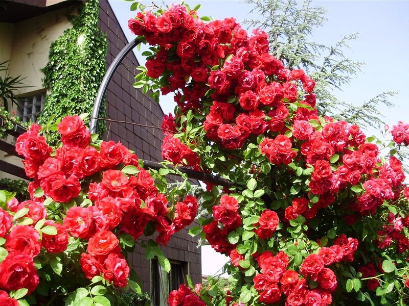 Red Roses on Trellis