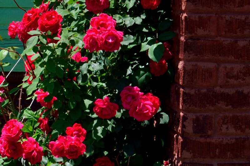 Red Roses on Vine — Bright