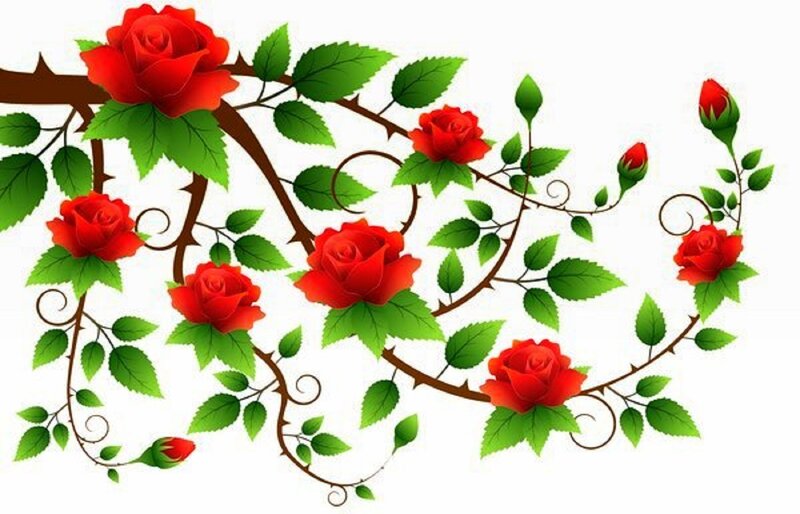 Red Roses on Vine — Calm