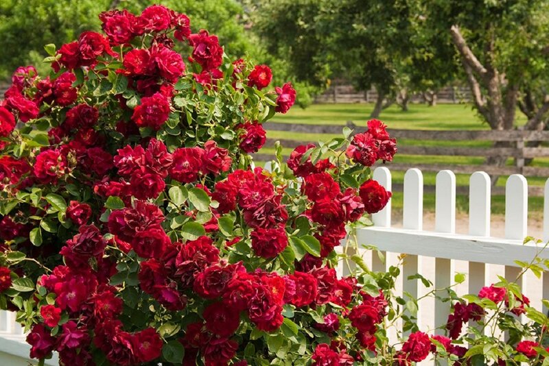 Red Roses on Vine — Serene, Afternoon, Photograph