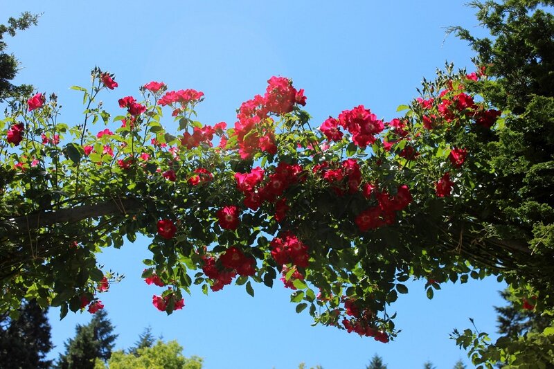 Red Roses on Vine — Serene, Afternoon