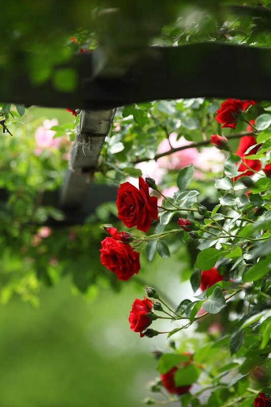 Red Roses on Vine — Serene, Spring