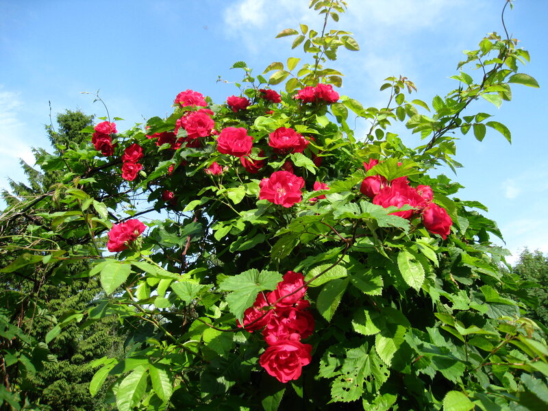 Red Roses on Vine — Serene