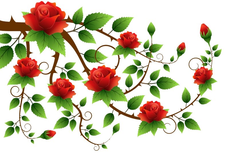 Red Roses on Vine