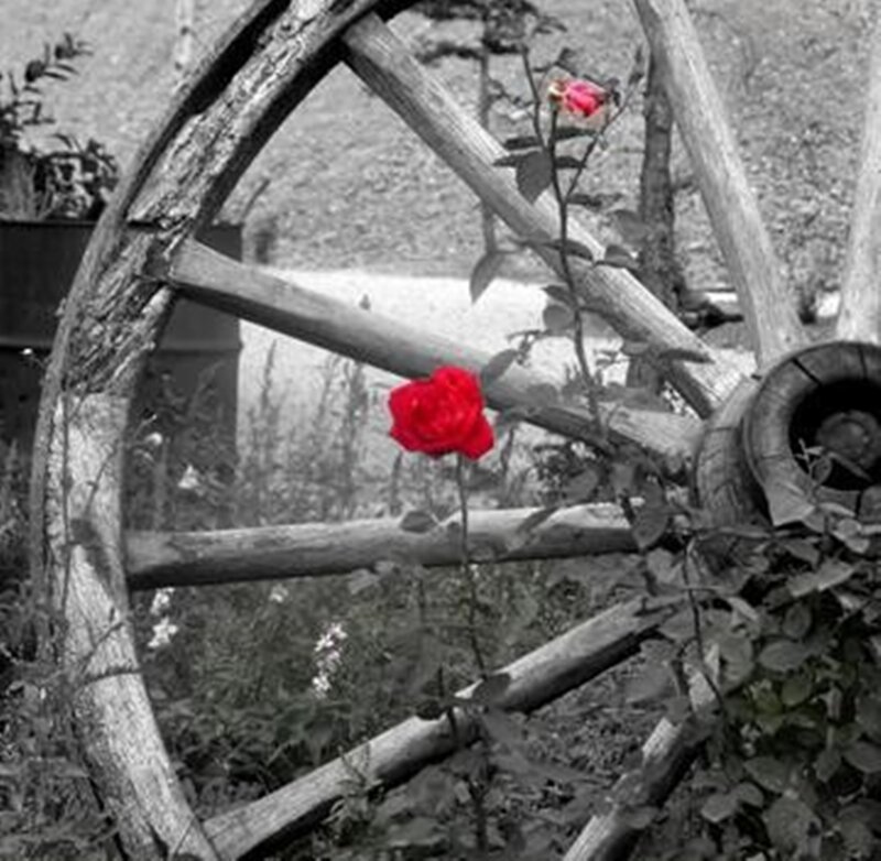 Red Roses on Wagon Wheel