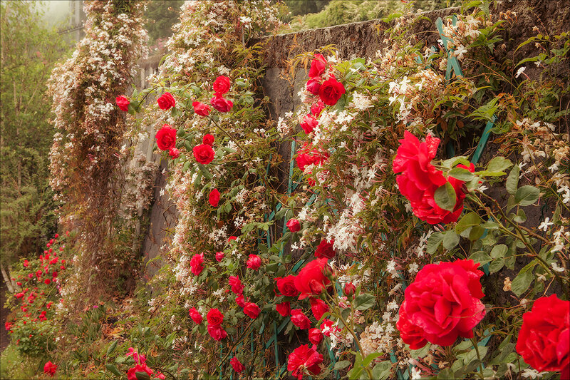 Red Roses on Wall