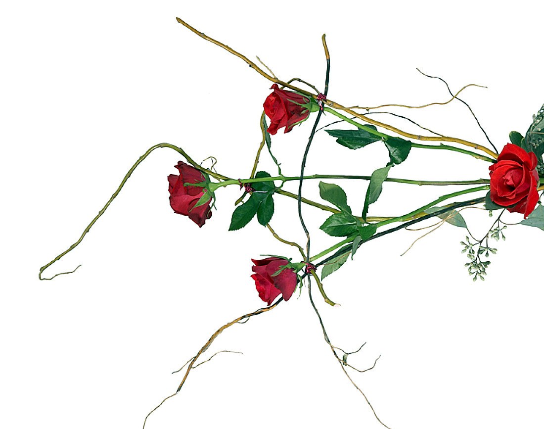 red roses on white background