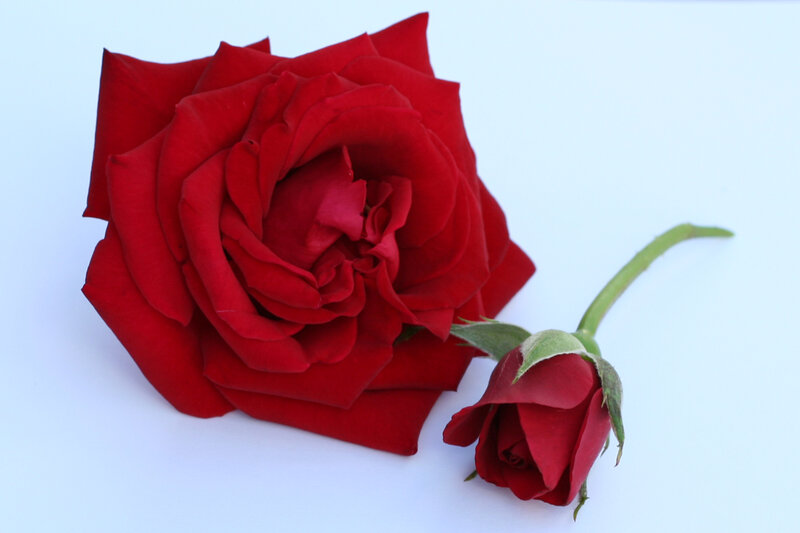Red Roses on White — Calm, Photograph, Flower
