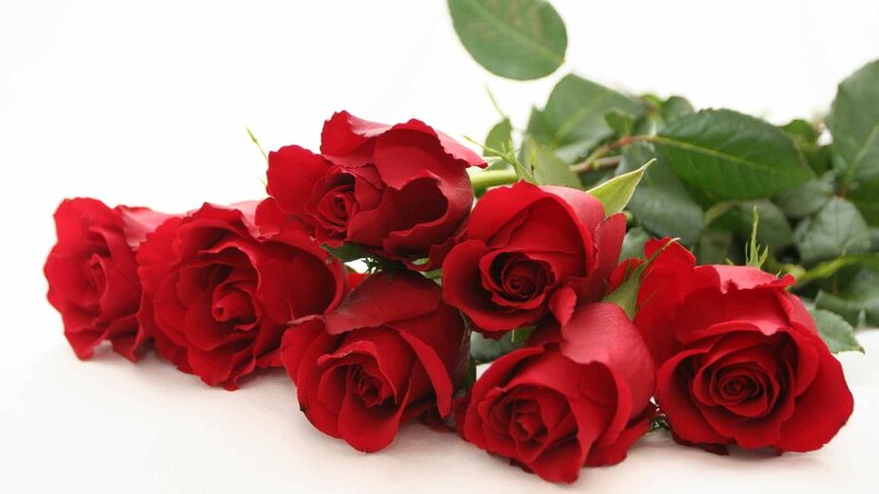 Red Roses on White — Calm, Photograph, Green Leaves, White Background