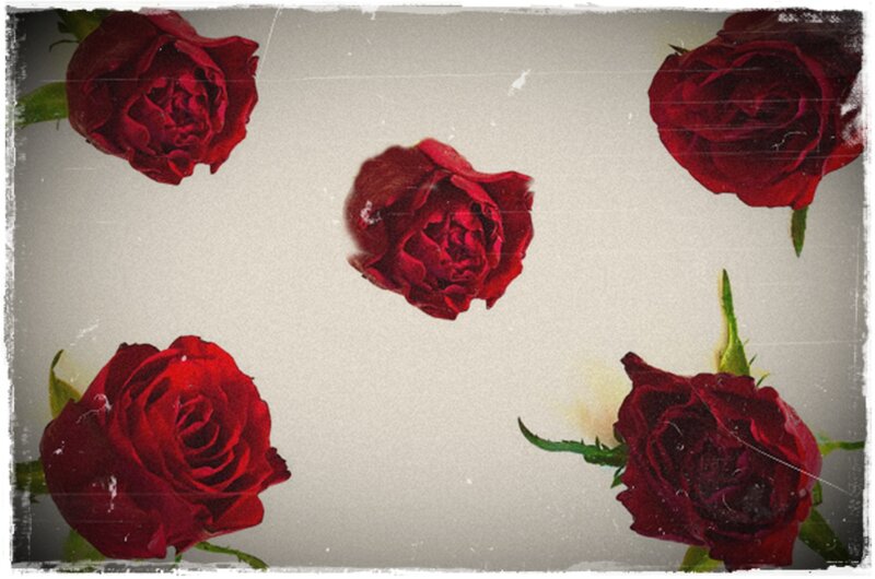 Red Roses on White — Calm, Photograph, Leaves