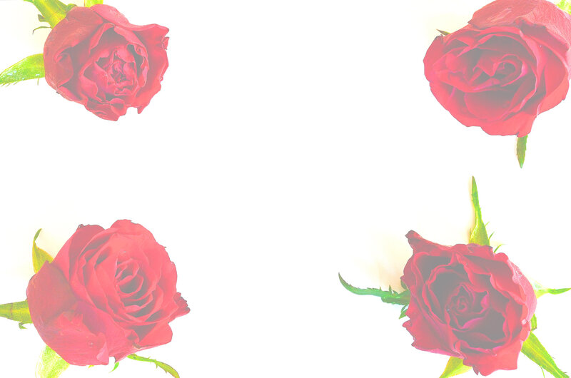 Red Roses on White — Calm, Photograph