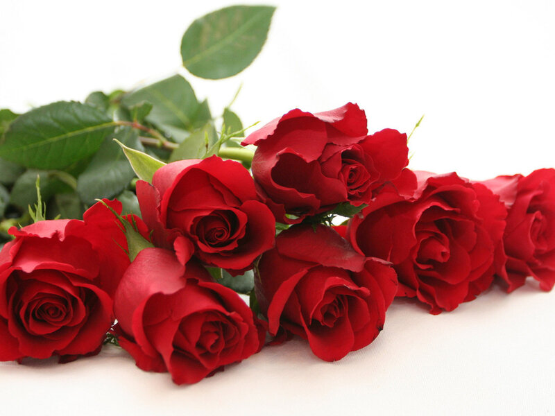 Red Roses on White — Calm