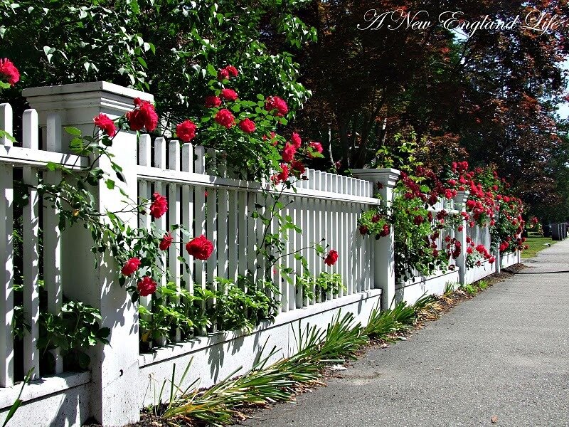 Red Roses on White Fence