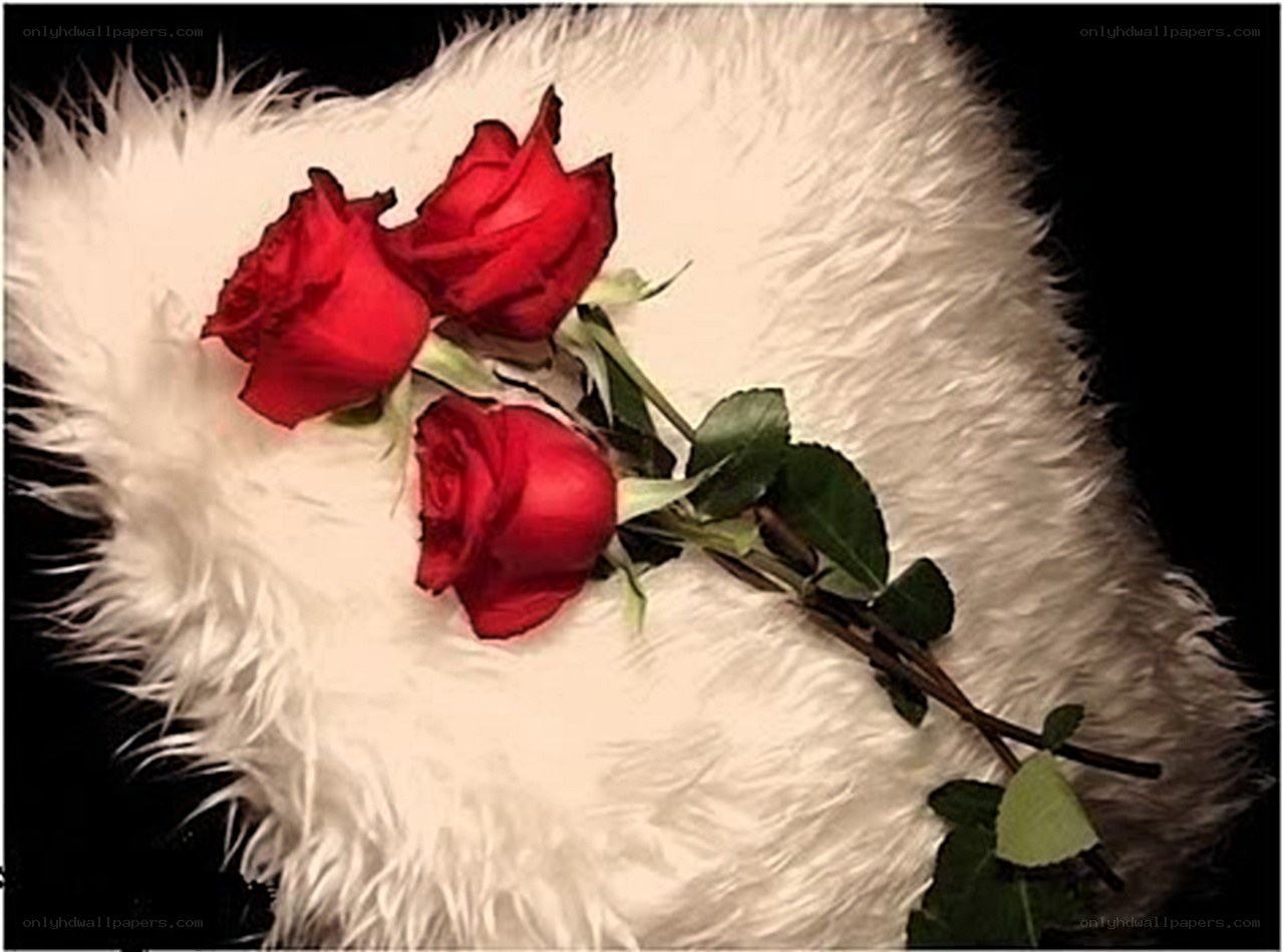 red roses on white fur