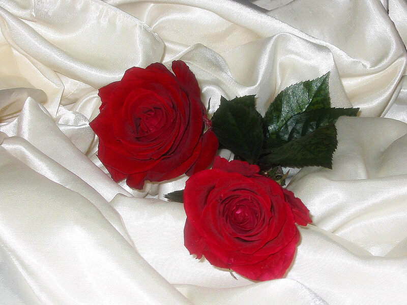Red roses on white satin