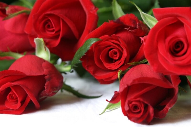 Red Roses on White Surface — Calm