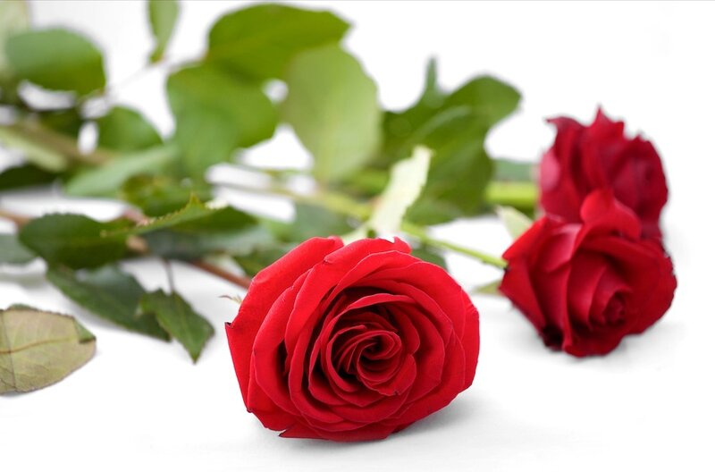 Red Roses on White