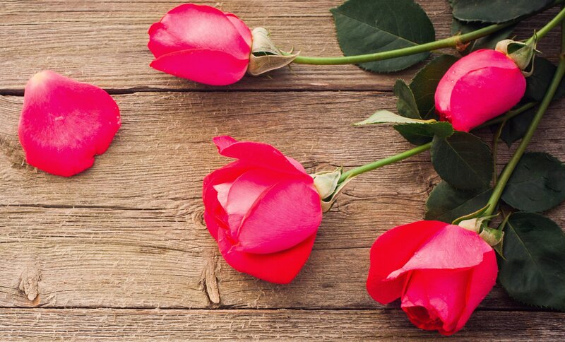 Red Roses on Wood — Calm, Photograph, Rose Petals