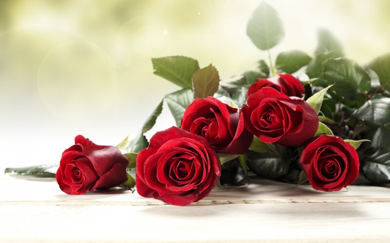 Red Roses on Wood — Serene, Morning, Photograph
