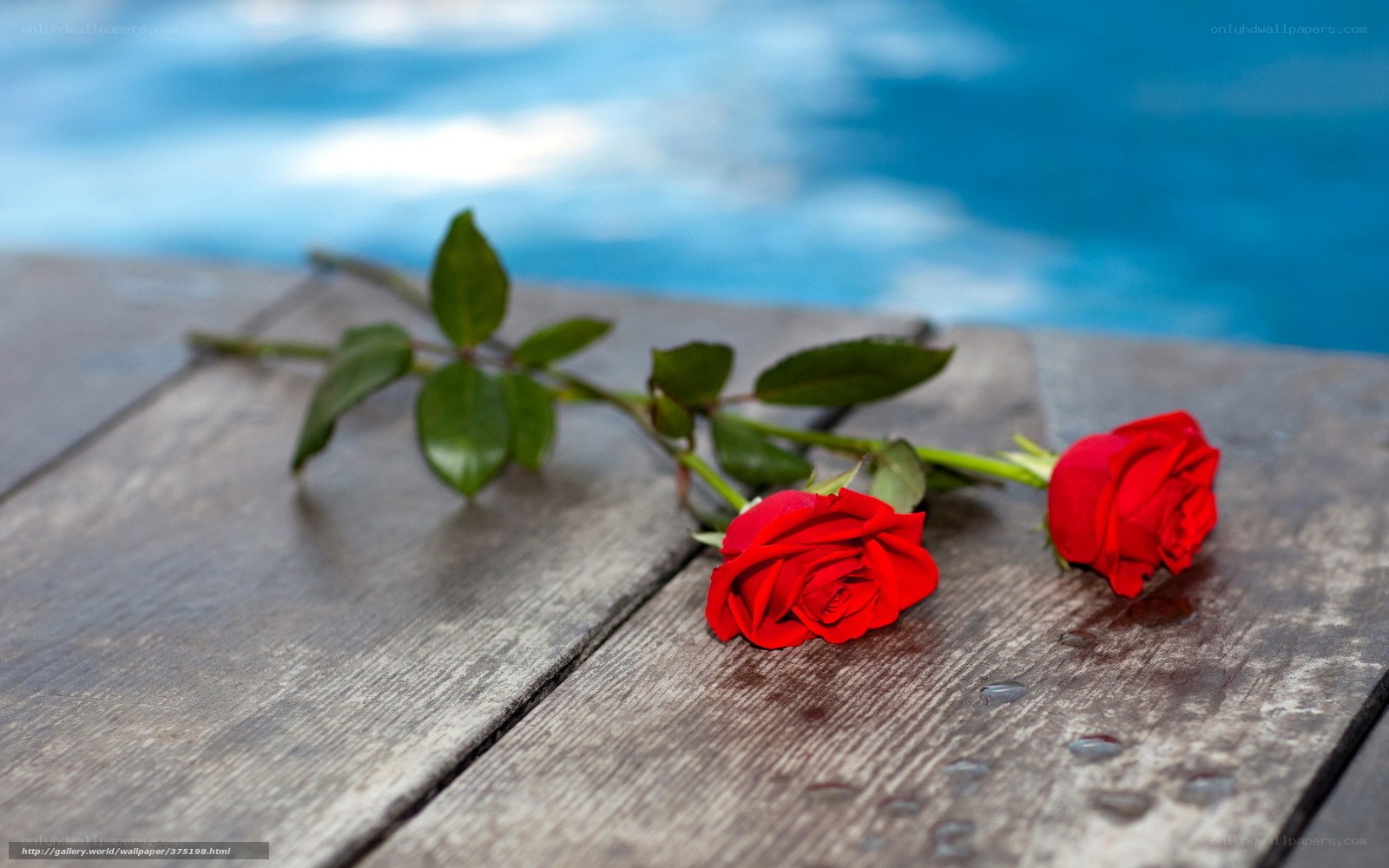 Red roses on wooden deck