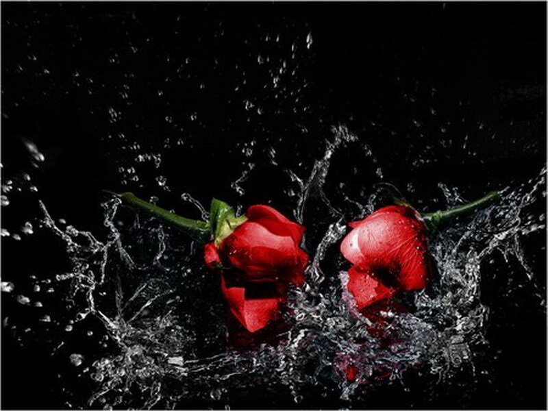 Red roses splashing in water