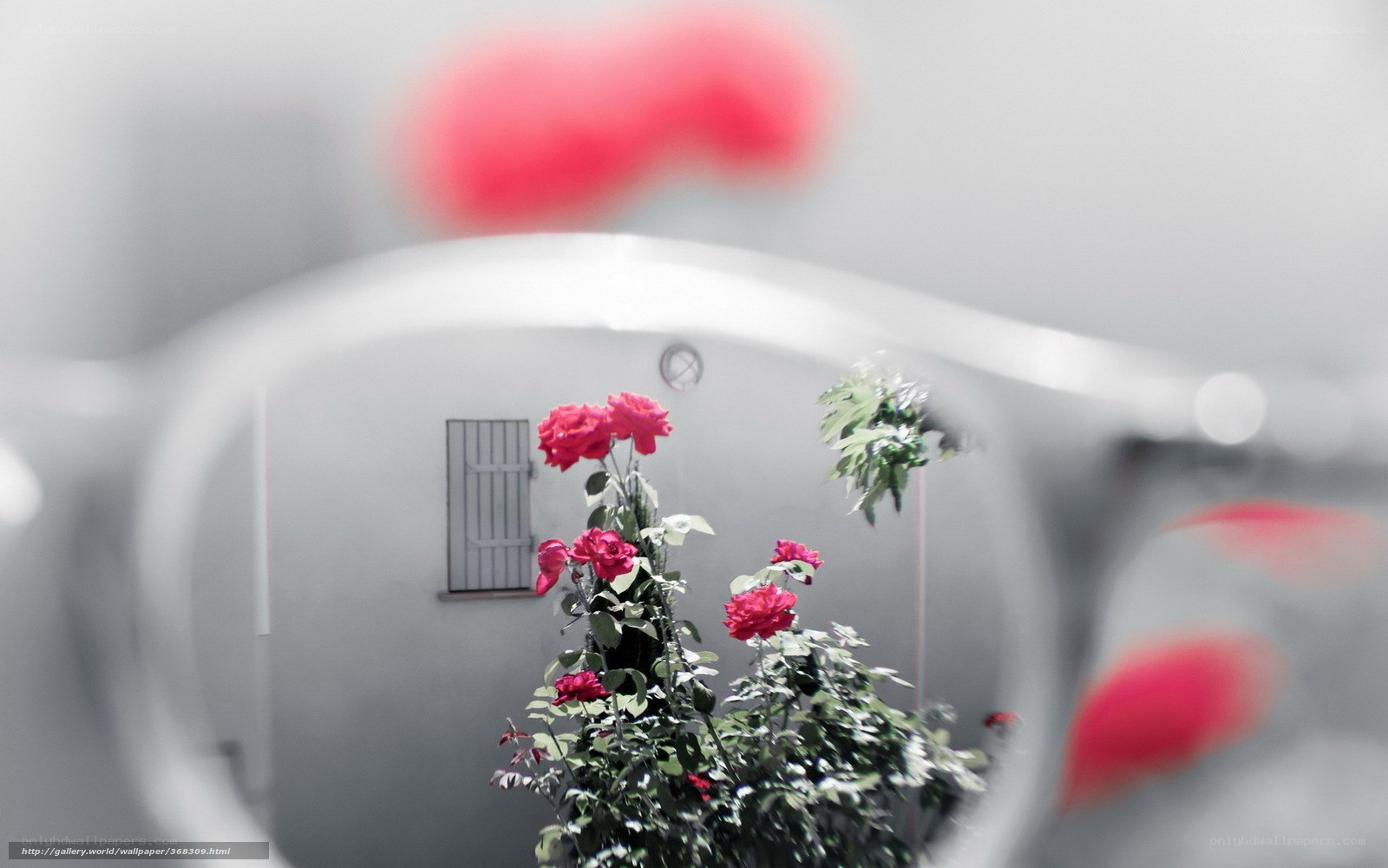 Red Roses Through Glasses